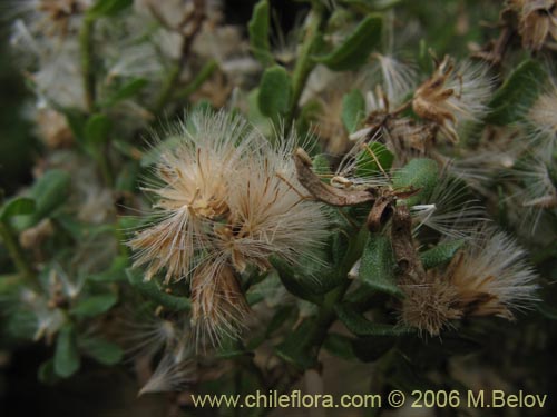 Фотография Baccharis rhomboidalis (baccharis L.Maule). Щелкните, чтобы увеличить вырез.